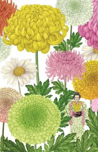 chrysanthemum