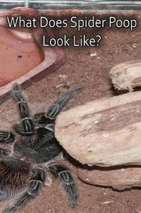 What Does Spider Poop Look Like? - N. a. Cauldron