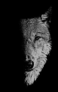 In the company of wolves : Werewolves, wolves and wild children - Sam George