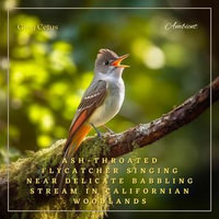 Ash-throated Flycatcher Singing Near Delicate Babbling Stream in Californian Woodlands : Nature Sounds for Yoga and Relaxation - Greg Cetus