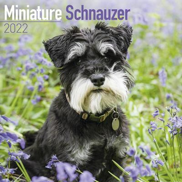 Miniature Schnauzer - 2022 Wall Calendar, Dog Breed Wall Calendar By Avonside Publishing | 9781839412110 | Booktopia