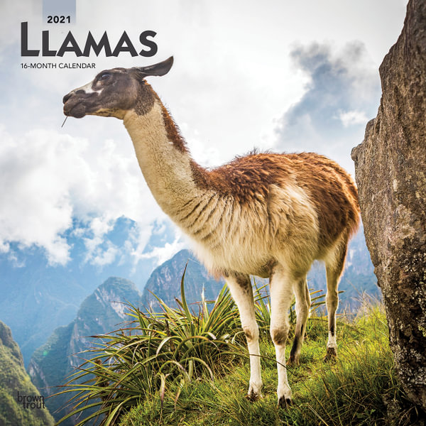 Llamas 2021 Wall Calendar By Browntrout 9781975420956 Booktopia