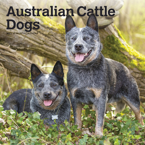 Australian Cattle Dogs 2021 Wall Calendar By Browntrout 9781975421793 Booktopia