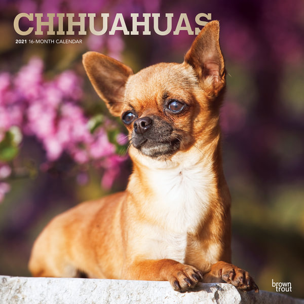 Chihuahuas 2021 Wall Calendar By Browntrout 9781975421960 Booktopia