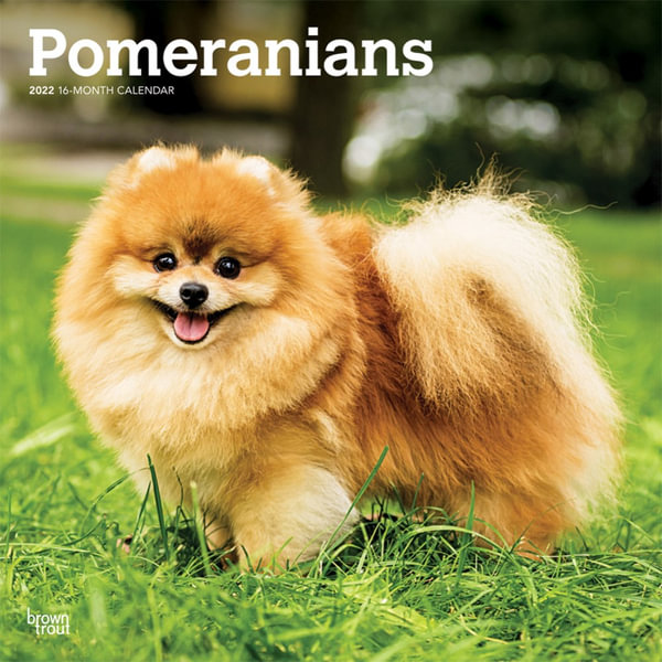 Pomeranians - 2022 Wall Calendar, Dog Breed Wall Calendar By Browntrout Us | 9781975444198 | Booktopia