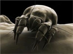 A Crash Course on How to Get Rid of Dust Mites - Ed Padilla