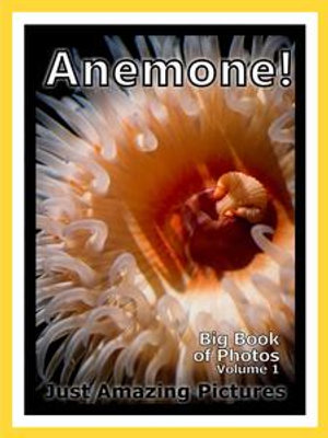 Just Sea Anemone Photos! Big Book of Photographs & Pictures of Under Water Ocean Sea Anemones, Vol. 1 - Big Book of Photos