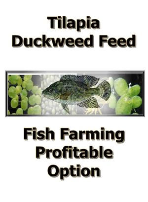 Duckweed Profitable Feed for Tilapia Farming : Duckweed Farming Practical Manual - Maximus Basco