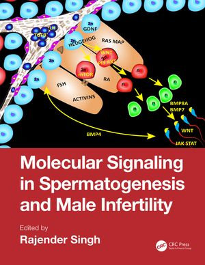 Molecular Signaling in Spermatogenesis and Male Infertility - Rajender Singh