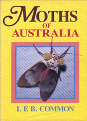 Moths of Australia - IFB Common