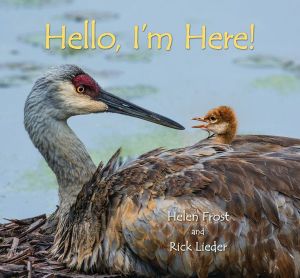 Hello, I'm Here! : Step Gently, Look Closely - Helen Frost
