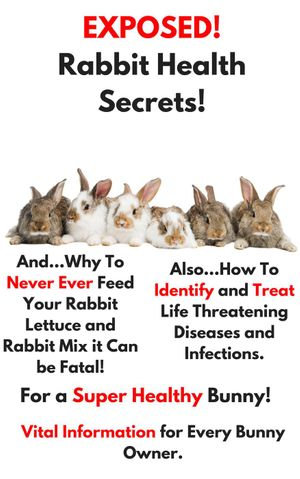 Exposed Rabbit Health Secrets - Darshnee D