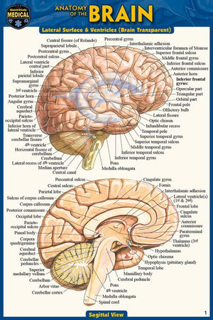 Anatomy of the Brain by Vincent Perez | 9781423242673 | Booktopia