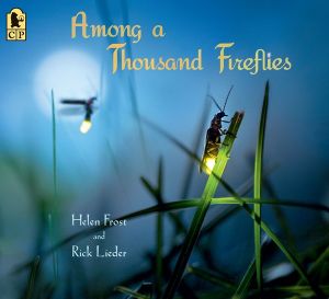 Among a Thousand Fireflies : Step Gently, Look Closely - Helen Frost