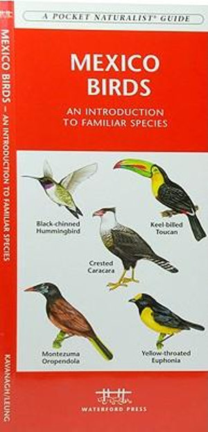 Mexico Birds : A Folding Pocket Guide to Familiar Species - James Kavanagh