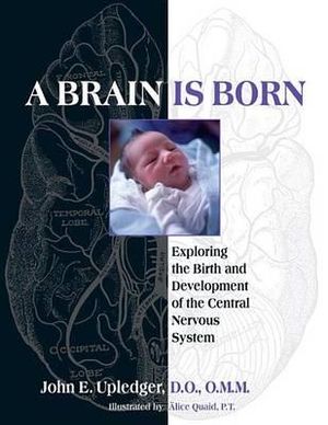 A Brain Is Born : Exploring the Birth and Development of the Central Nervous System - John E. Upledger