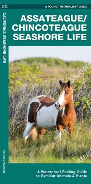 Assateague/Chincoteague Seashore Life : A Folding Guide to Familiar Animals & Plants - James Kavanagh