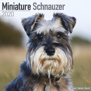 Miniature Schnauzer Calendar 2020 By Avonside Publishing Ltd 9781785806513 Booktopia