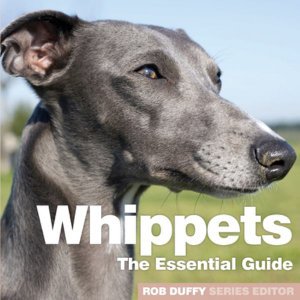 Whippets : The Essential Guide - Rob Duffy