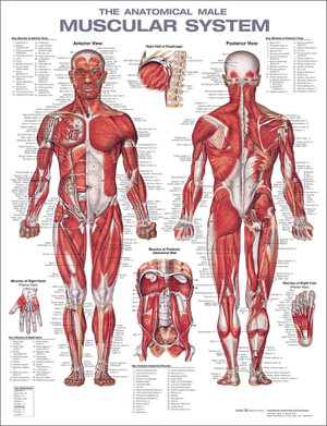 The Anatomical Male Muscular System : 2nd Edition - Anatomical Chart Company