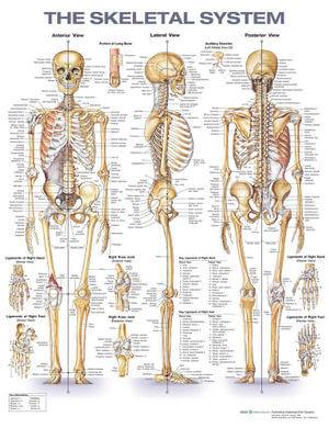 The Skeletal System Anatomical Chart by Anatomical Chart Company ...