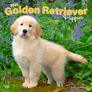 Golden Retriever Puppies 2024 Square - Browntrout