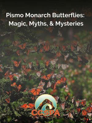 Pismo Monarch Butterflies : Magic, Myths, & Mysteries - Central Coast State Parks Association